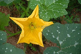 花,植物區(qū)系,南瓜