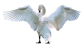 天鵝,鳥,白