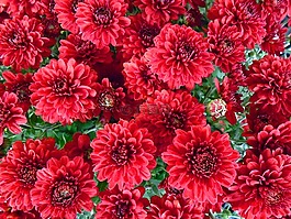 菊花,花,夏天