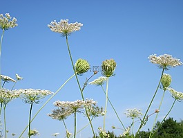 胡蘿卜,天空,云