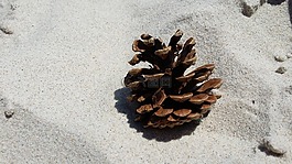 砂,海灘,松塔