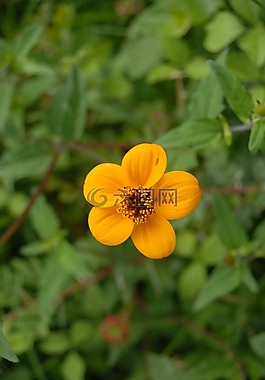 花,植物區(qū)系,性質(zhì)