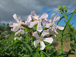 肥皂草,天空,云