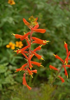 花,植物區(qū)系,性質(zhì)
