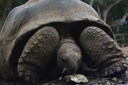 海龜,國家公園,動物園