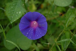花,植物區(qū)系,性質(zhì)