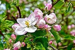 春天,開花,蘋果花