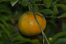 橘,植物區(qū)系,性質(zhì)