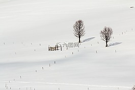 黑色的森林,冬天,雪