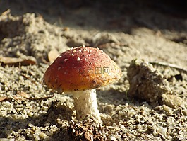蘑菇,秋季,海灘