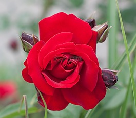 玫瑰,花,紅色
