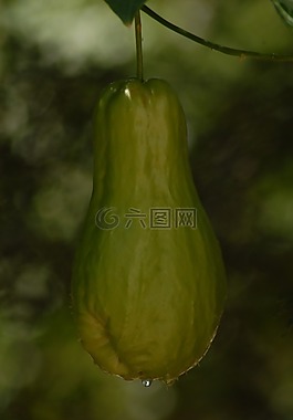 壁球,植物,蔬菜