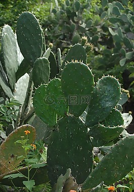 仙人掌,蔬菜,性質(zhì)