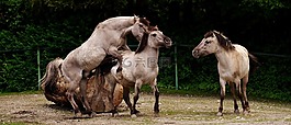 歐洲野馬,馬,動(dòng)物