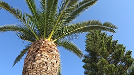棕櫚樹(shù),放松,夏天