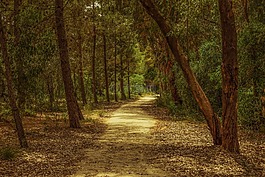 森林,公園,樹