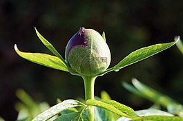 牡丹,花,开花