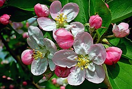 花,蘋果,性質(zhì)