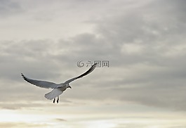 海鷗,鳥,飛