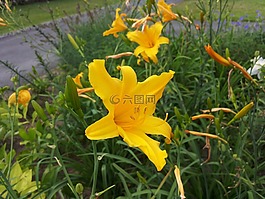 百合,黃色,開花
