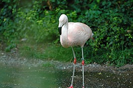弗拉明戈,動物園,蘇黎世