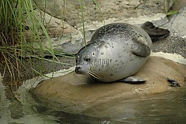 密封,動物園,蘇黎世