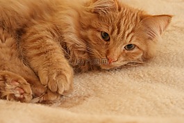 小貓,貓,動物