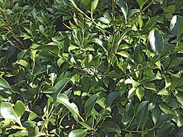 樹,綠色,葉