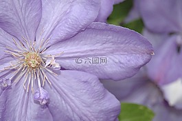 花,廠,春天