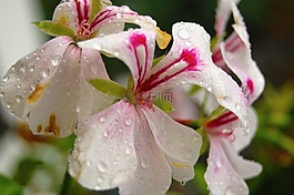蘭花,雨,滴