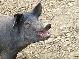 豬,農(nóng)場,動物