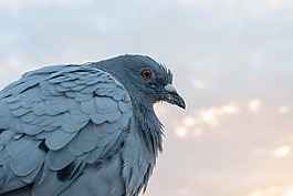 鴿子,鳥,羽毛