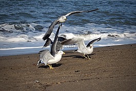 動物,海,海灘