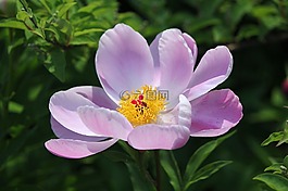 鮮花,你的努力,鮮花飲料