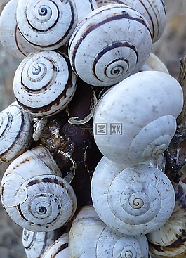 蝸牛,殼,許多