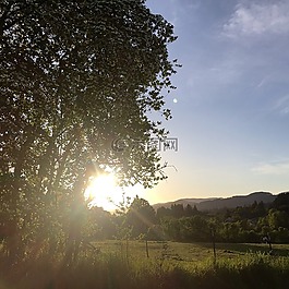 原野,陽光,樹