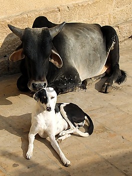 動物,牛,狗