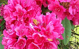 杜鵑,開(kāi)花,芽