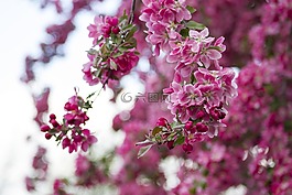 鮮花,花,春