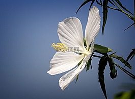 鮮花,白花,鮮花飲料