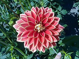 嬌琴紗,開花,秋季