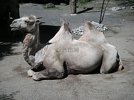 駱駝,動物園,蘇黎世