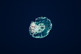 海蜇,水,動(dòng)物