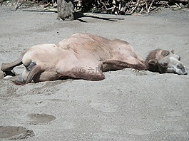 駱駝,動物園,蘇黎世