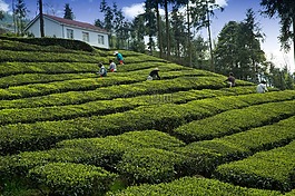 茶園,茶農,宜昌
