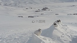 鸡,fjellryper,鸟