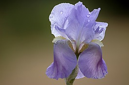 花,春天,紫色