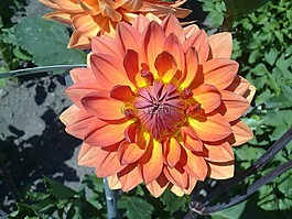 嬌琴紗,花,開花