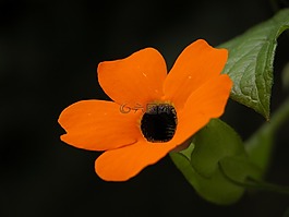 花,地幔,墨西哥