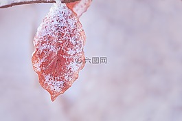 叶子,冬天,干